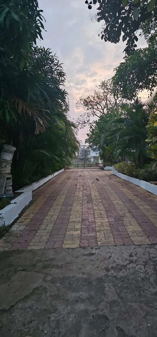 A tree-lined paved path through the farm